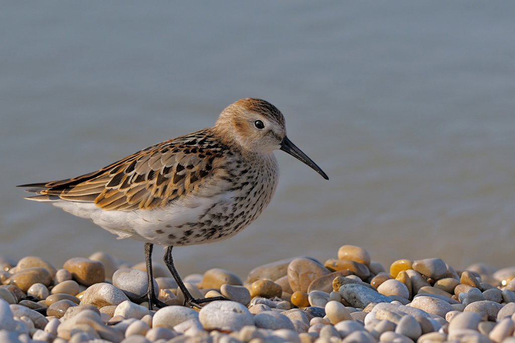 Piovanello pancianera ( Calidris alpina )